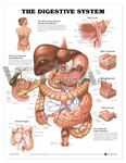 The Digestive System Anatomical Chart